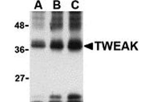 Western Blotting (WB) image for anti-Tumor Necrosis Factor (Ligand) Superfamily, Member 12 (TNFSF12) antibody (ABIN1031713) (TWEAK Antikörper)