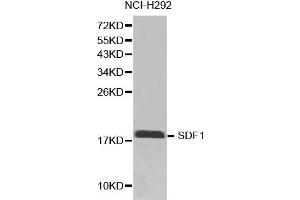 Western blot analysis of extracts of NCI-H292 cell line lysates, using CXCL12 antibody. (CXCL12 Antikörper)