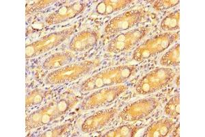 Immunohistochemistry of paraffin-embedded human small intestine tissue using ABIN7166936 at dilution of 1:100