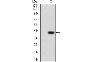 Western blot analysis using TFAP2A mAb against HEK293 (1) and TFAP2A (AA: 1-100)-hIgGFc transfected HEK293 (2) cell lysate. (TFAP2A Antikörper  (AA 1-100))