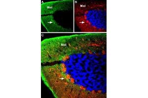 Expression of GABA(A) α4 Receptor in rat cerebellumImmunohistochemical staining of rat cerebellum using Anti-GABA(A) α4 Receptor (extracellular) Antibody (ABIN7043188, ABIN7044305 and ABIN7044306). (gamma-aminobutyric Acid (GABA) A Receptor, alpha 4 (GABRA4) Peptid)