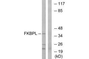 Western blot analysis of extracts from Jurkat cells, using FKBPL antibody. (FKBPL Antikörper)