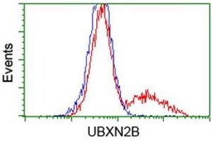 Image no. 1 for anti-UBX Domain Protein 2B (UBXN2B) antibody (ABIN1501659) (UBXN2B Antikörper)
