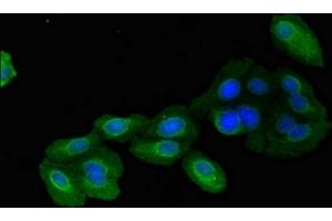 Immunofluorescent analysis of HepG2 cells using ABIN7159696 at dilution of 1:100 and Alexa Fluor 488-congugated AffiniPure Goat Anti-Rabbit IgG(H+L)