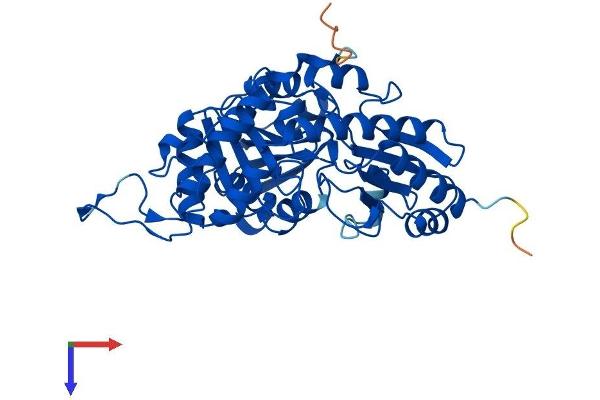 CTH Protein (AA 1-405) (His tag)