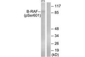 Western blot analysis of extracts from NIH-3T3 cells treated with EGF 200ng/ml 30', using B-RAF (Phospho-Ser602) Antibody. (SNRPE Antikörper  (pSer602))