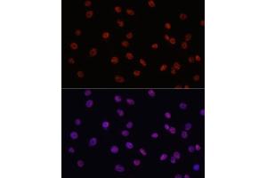 Immunofluorescence analysis of C6 cells using MYCT1 antibody (ABIN7268717) at dilution of 1:100. (Myc Target 1 Antikörper  (AA 99-235))