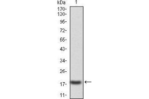 Western blot analysis using CASP3 mAb against human CASP3 (AA: 29-175) recombinant protein. (Caspase 3 Antikörper  (AA 29-175))