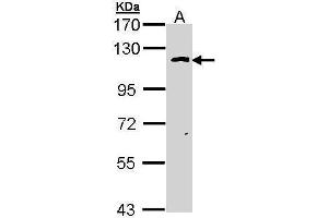 Western Blotting (WB) image for anti-O-Linked N-Acetylglucosamine (GlcNAc) Transferase (UDP-N-Acetylglucosamine:polypeptide-N-Acetylglucosaminyl Transferase) (OGT) (N-Term) antibody (ABIN2856738)