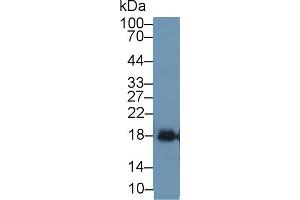 Detection of SOD1 in Mouse Bladder lysate using Polyclonal Antibody to Superoxide Dismutase 1 (SOD1) (SOD1 Antikörper  (AA 2-154))