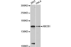 Western blot analysis of extracts of various cell lines, using ABCB1 antibody. (ABCB1 Antikörper)
