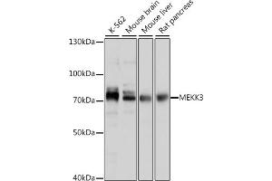 Western blot analysis of extracts of various cell lines, using MEKK3 antibody (ABIN7268652) at 1:1000 dilution.