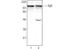 Image no. 1 for anti-Kinesin Family Member 11 (KIF11) (AA 200-500) antibody (ABIN205403)