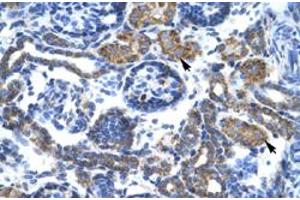 Immunohistochemical staining (Formalin-fixed paraffin-embedded sections) of human kidney with C4BPB polyclonal antibody  at 4-8 ug/mL working concentration. (C4BPB Antikörper  (N-Term))