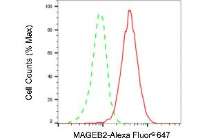 Flow cytometric analysis of MAGEB2 expression in HT- cells using MAGEB2 antibody (ABIN7799358), 1:2,000). (MAGEB2 Antikörper)