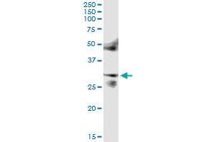 Immunoprecipitation of FOSL2 transfected lysate using anti-FOSL2 MaxPab rabbit polyclonal antibody and Protein A Magnetic Bead , and immunoblotted with FOSL2 purified MaxPab mouse polyclonal antibody (B01P) . (FOSL2 Antikörper  (AA 1-326))