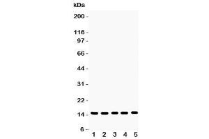 Western blot testing of Profilin-1 antibody and Lane 1:  rat testis (PFN1 Antikörper  (C-Term))