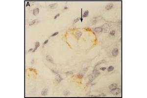 Immunohistochemistry image of CCK-BR staining in paraffn section of human stomach biopsy. (CCKAR Antikörper  (AA 206-219))