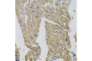 Immunohistochemistry of paraffin-embedded mouse heart using EIF3H Antibody. (EIF3H Antikörper)