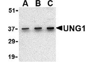 Western Blotting (WB) image for anti-Uracil-DNA Glycosylase (UNG) (C-Term) antibody (ABIN1030793)