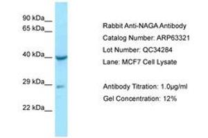 Image no. 1 for anti-N-Acetylgalactosaminidase, alpha (NAGA) (AA 71-120) antibody (ABIN6749967) (NAGA Antikörper  (AA 71-120))
