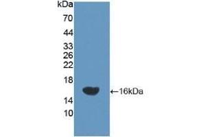 Detection of Recombinant NEP, Rat using Polyclonal Antibody to Neprilysin (CD10) (MME Antikörper  (AA 32-164))