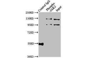 Immunoprecipitating Phospho-JAK2 in Hela whole cell lysate treated with Pervanadate Lane 1: Rabbit control IgG(1 μg)instead of ABIN7127703 in Hela whole cell lysate treated with Pervanadate. (Rekombinanter JAK2 Antikörper  (pTyr1007, pTyr1008))