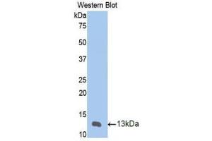 Western Blotting (WB) image for anti-Matrix Metallopeptidase 12 (Macrophage Elastase) (MMP12) (AA 20-99) antibody (ABIN1172857) (MMP12 Antikörper  (AA 20-99))