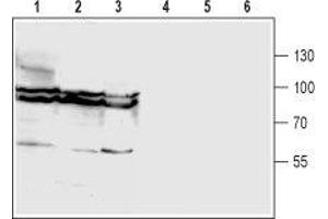 Western blot analysis of rat brain (lanes 1 and 4), mouse brain (lanes 2 and 5) and human U87-MG glioma cell (lanes 3 and 6) lysates: - 1-3. (GLYT1 Antikörper  (2nd Extracellular Loop))