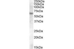 ABIN238680 (0. (RPE65 Antikörper  (Internal Region))