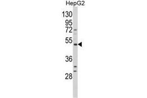 Western blot analysis of BDKRB1 Antibody (Center) in HepG2 cell line lysates (35ug/lane). (BDKRB1 Antikörper  (Middle Region))