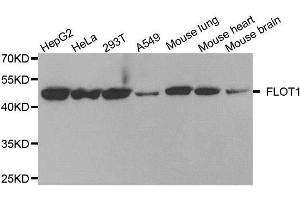 Western blot analysis of extracts of various cell lines, using FLOT1 antibody. (Flotillin 1 Antikörper  (AA 128-427))