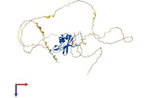 NeuN Protein (AA 1-374) (His tag)