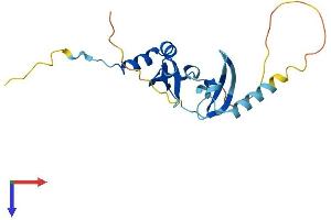 CBX1 Protein (AA 1-185) (His tag)
