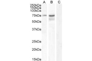 ABIN190873 (0. (NCDN Antikörper  (Internal Region))