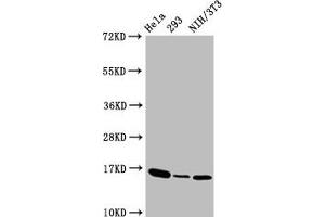 Western Blot  Positive WB detected in:Hela whole cell lysate,293 whole cell lysate,NIH/3T3 whole cell lysate  All lanes:Phospho-Histone H3 (T3) antibody at 1. (Rekombinanter Histone H3.3 Antikörper  (pThr3))