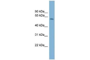 Western Blot showing MYBPH antibody used at a concentration of 1-2 ug/ml to detect its target protein. (MYBPH Antikörper  (Middle Region))