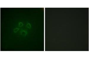 Immunofluorescence (IF) image for anti-Growth Factor Receptor-Bound Protein 10 (GRB10) (AA 33-82) antibody (ABIN2888873) (GRB10 Antikörper  (AA 33-82))