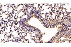 Detection of CFD in Mouse Lung Tissue using Polyclonal Antibody to Complement Factor D (CFD) (Adipsin Antikörper  (AA 1-259))