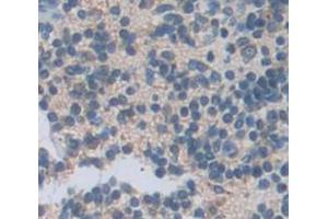 IHC-P analysis of Mouse Tissue, with DAB staining. (CXCL13 Antikörper  (AA 22-109))