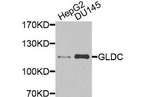 Western blot analysis of extracts of various cells, using GLDC antibody. (GLDC Antikörper)