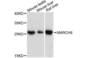 Western blot analysis of extracts of various cell lines, using MARCH8 antibody. (MARCH8 Antikörper)