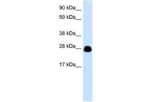 YWHAH antibody (70R-10462) used at 0. (14-3-3 eta Antikörper  (N-Term))