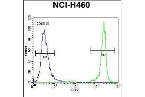 Flow cytometric analysis of NCI-H460 cells (right histogram) compared to a negative control cell (left histogram). (GDF15 Antikörper  (N-Term))