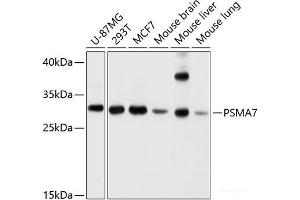 Western blot analysis of extracts of various cell lines using PSMA7 Polyclonal Antibody at dilution of 1:1000. (PSMA7 Antikörper)