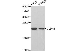 Western blot analysis of extracts of various cell lines, using CLDN1 antibody (ABIN5971222) at 1/1000 dilution. (Claudin 1 Antikörper)