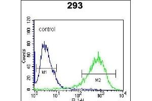 ITPKB Antibody (N-term) (ABIN652430 and ABIN2842237) flow cytometric analysis of 293 cells (right histogram) compared to a negative control cell (left histogram).