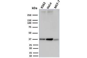 Western Blot Analysis of K562, HeLa and MCF-7 cell lysates using RAD51 Mouse Monoclonal Antibody (RAD51/2753). (RAD51 Antikörper  (AA 1-134))