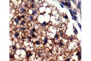Staining of PLIN5 on mouse fat using PLIN5 polyclonal antibody . (PLIN5 Antikörper  (AA 300-400))