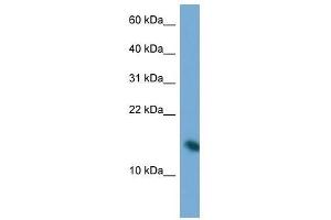 Western Blot showing PAIP2 antibody used at a concentration of 1. (PAIP2 Antikörper  (N-Term))